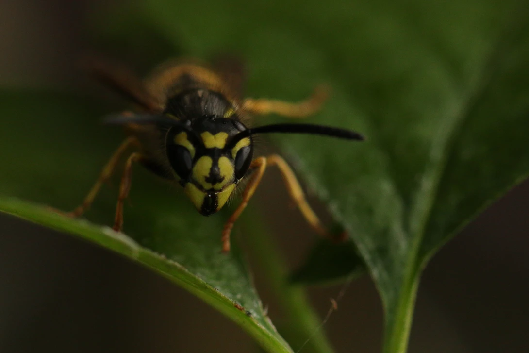 View 81b354e1d762fabe80712d1a65bd1a59.jpg by Ian Luyten