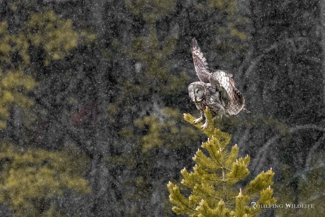 View 90aa8be40ae8d70038946840589c6ed0.jpg by Kyle Rohlfing
