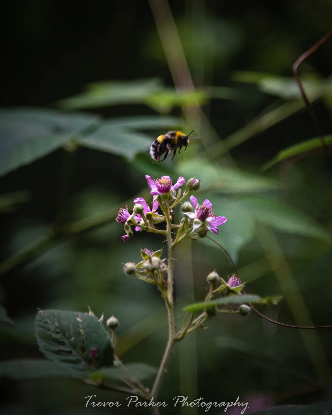 View 96a7647e6a5d0066010dbd7b68d25fa6.jpg by Trevor Parker