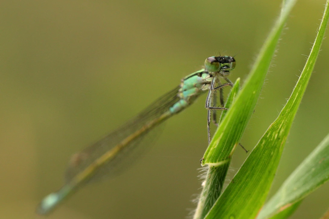 View 9d9825ec195fe1bfaadd2cf7b5b788d8.jpg by Ian Luyten