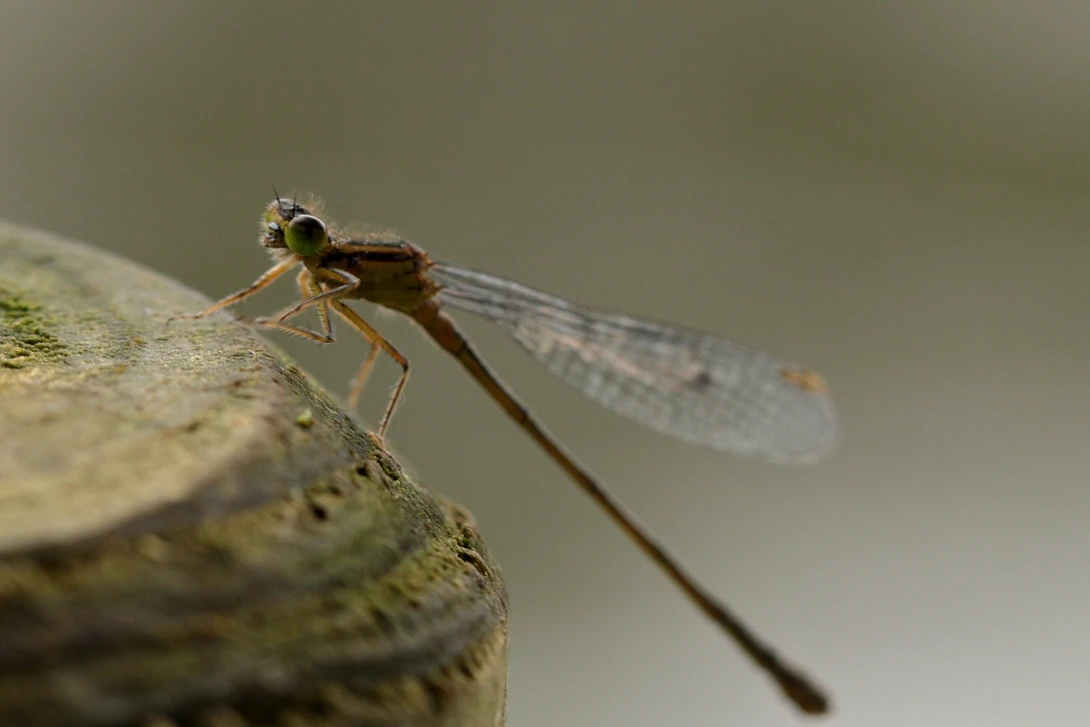 View b155333277595e3ce51d48114c4c1f09.jpg by Ian Luyten