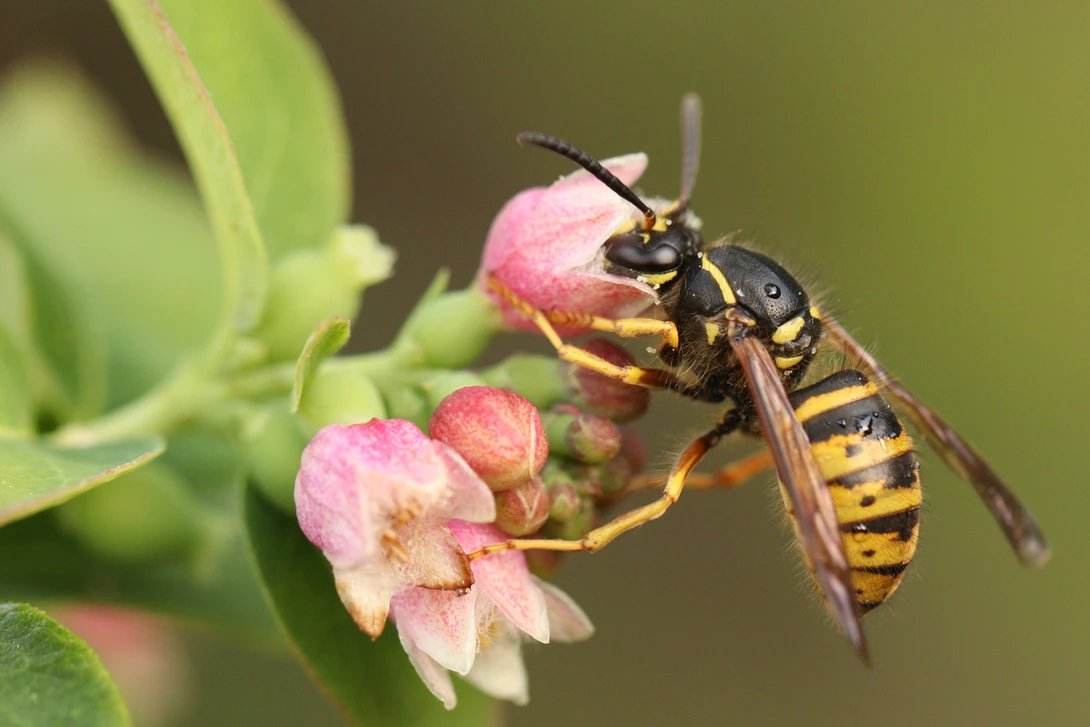 View A vegan wasp by Ian Luyten