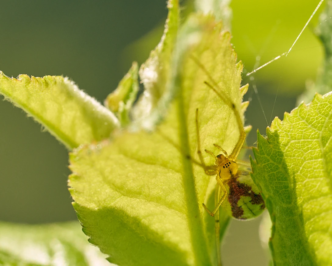 View Enoplognatha Ovata by Gion-Andri Derungs