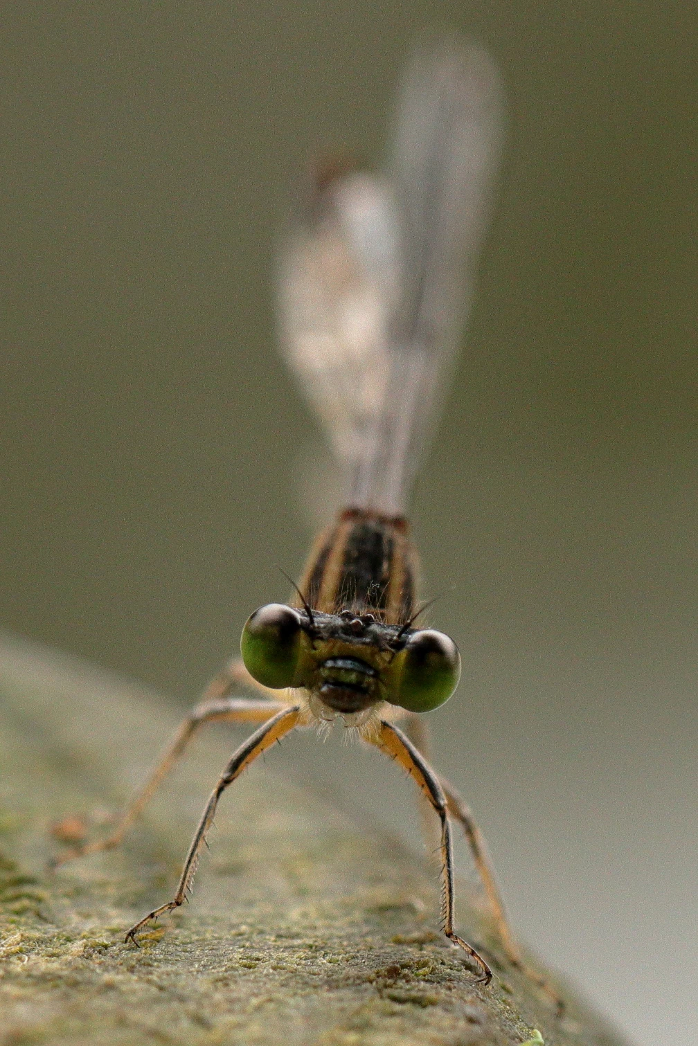 View Staring damsel by Ian Luyten