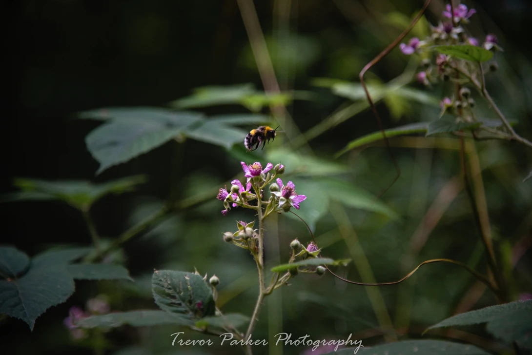 View dd30e10dc5be42fb709259507a457db2.jpg by Trevor Parker