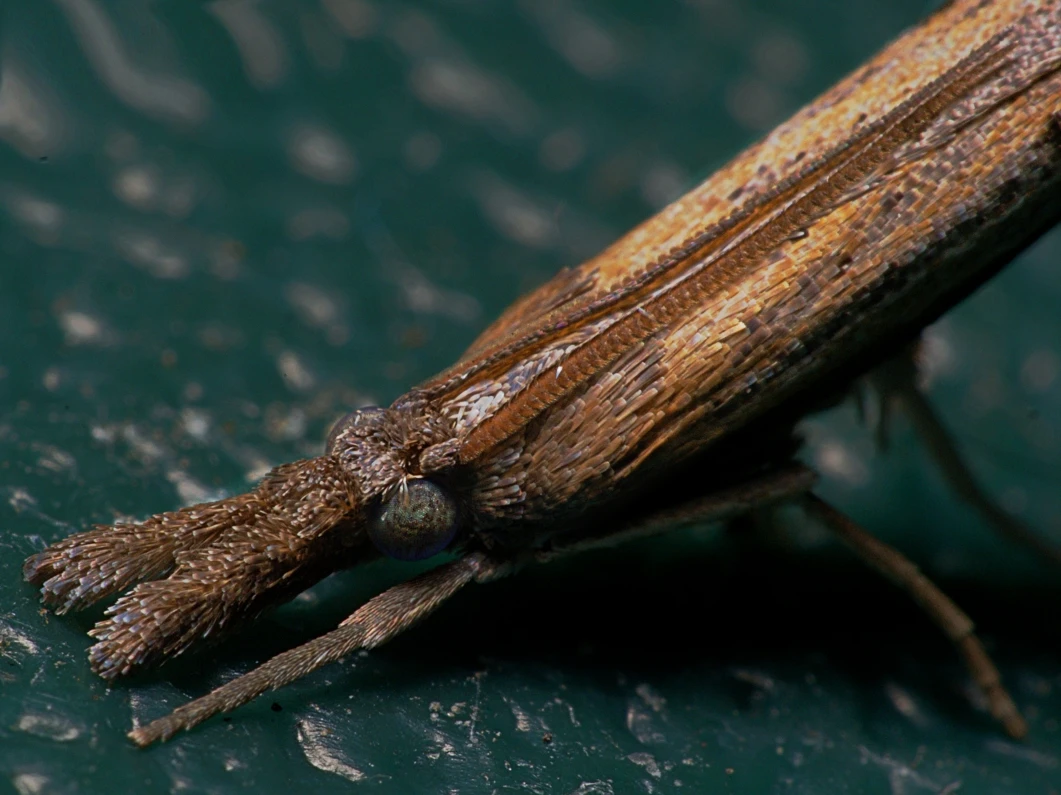 View 00a15e26f60e8c9c39979ed09c1a0794.jpg by Troy Straub