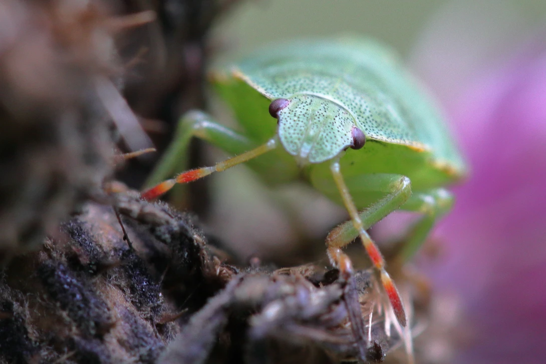 View Nymph of a green shield bug by Ian Luyten