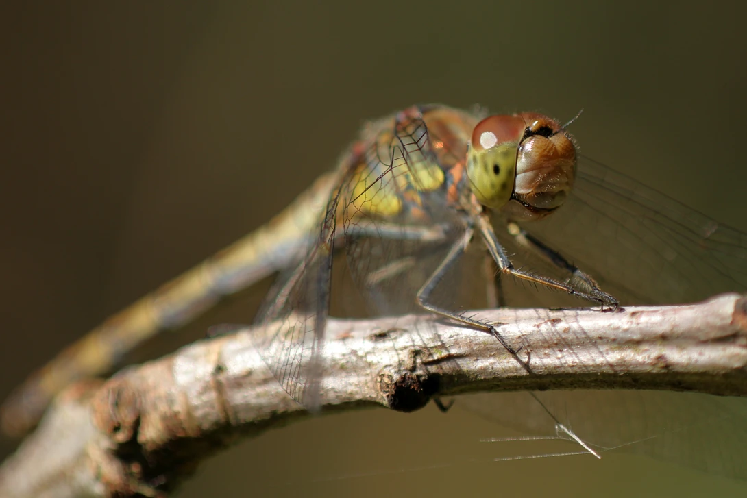 View 0403462b1a606799392f00dae134bf4e.jpg by Ian Luyten