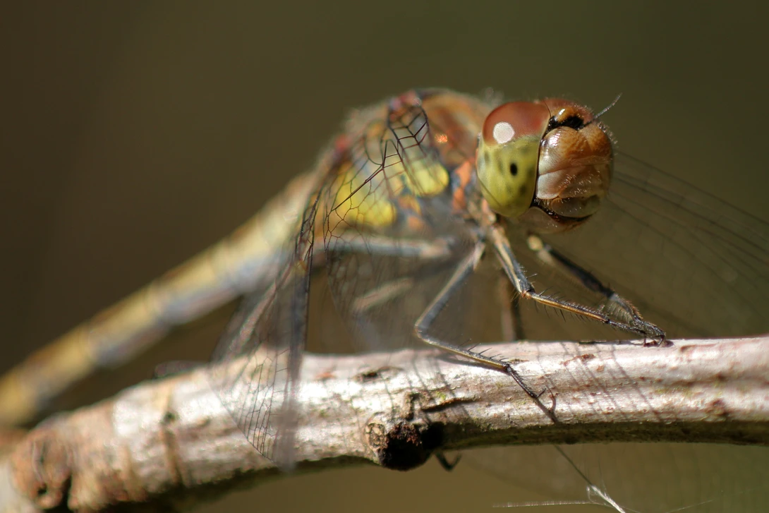 View 0719b11186a7010d99b16b457de51ef7.jpg by Ian Luyten