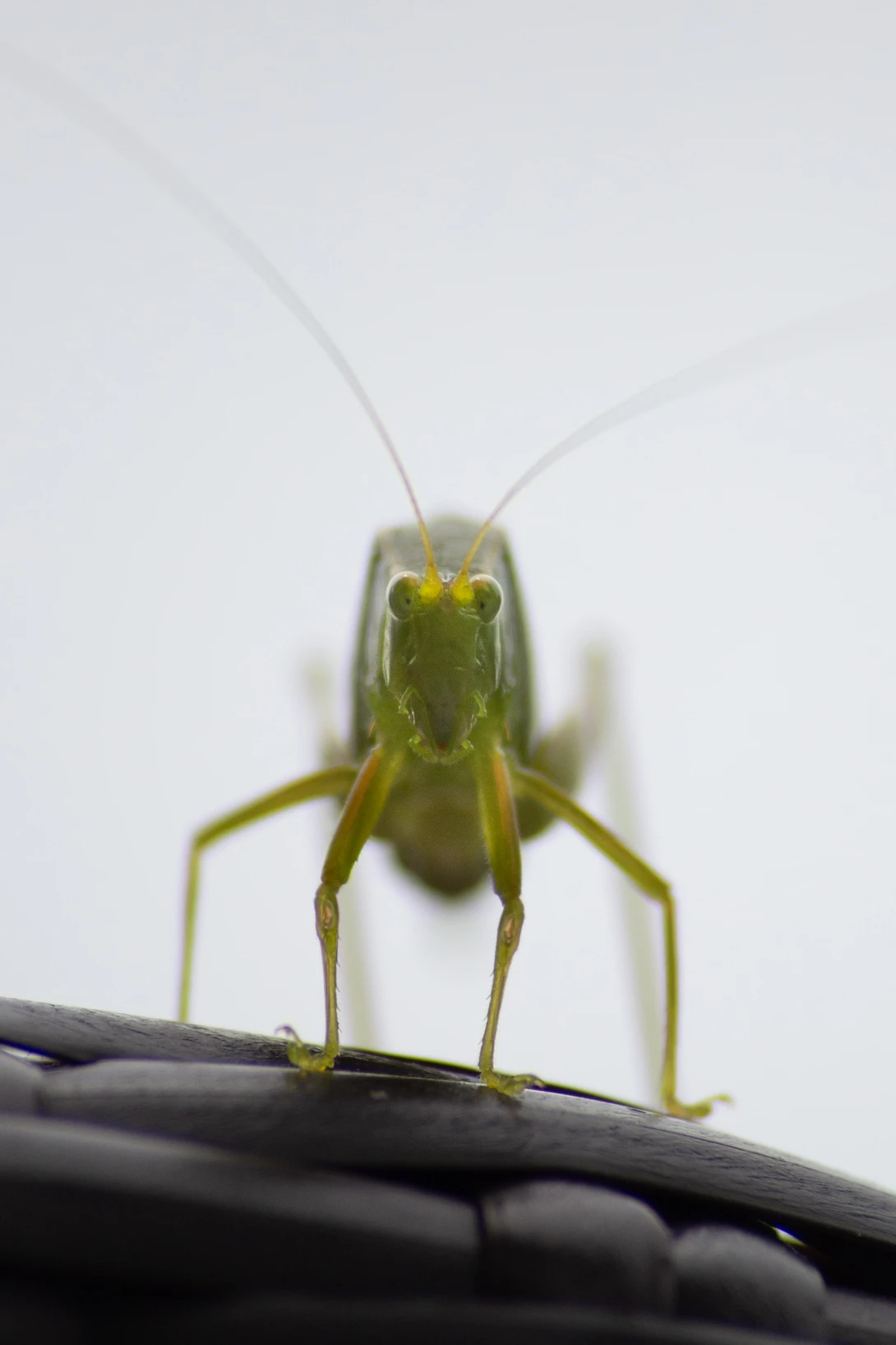 View 0e7ce399d8e2d618720b4becdbfbbdeb.jpg by Sam Stadlen