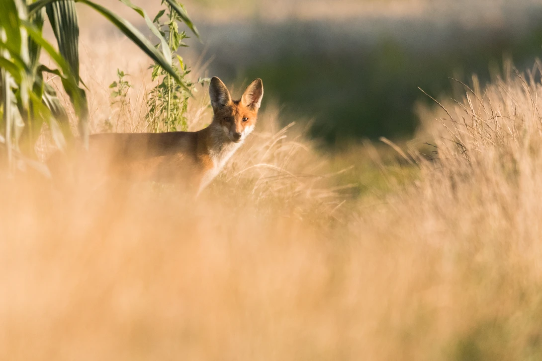 View Red Fox by Sebastian Ulici