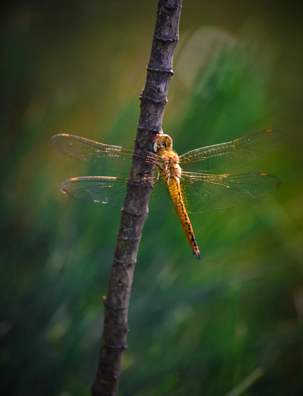 View Beauty of nature by sharon k.g
