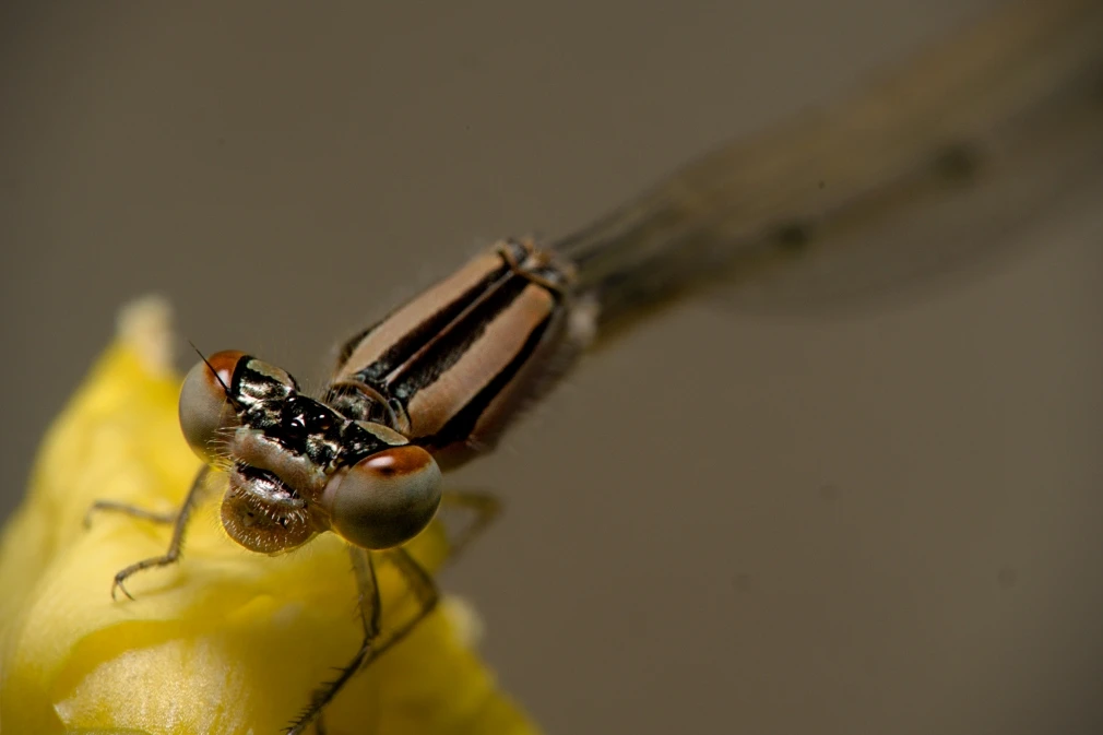 View bf1809036e99ed8cf85a18ded5471575.jpg by Troy Straub