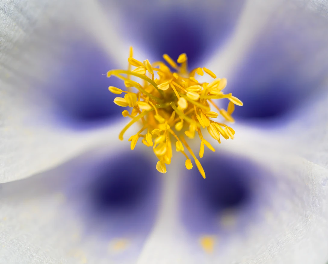 View cf3d58fe4d3a601fcd9b6b1d5780c74a.jpg by Matthew Trabold