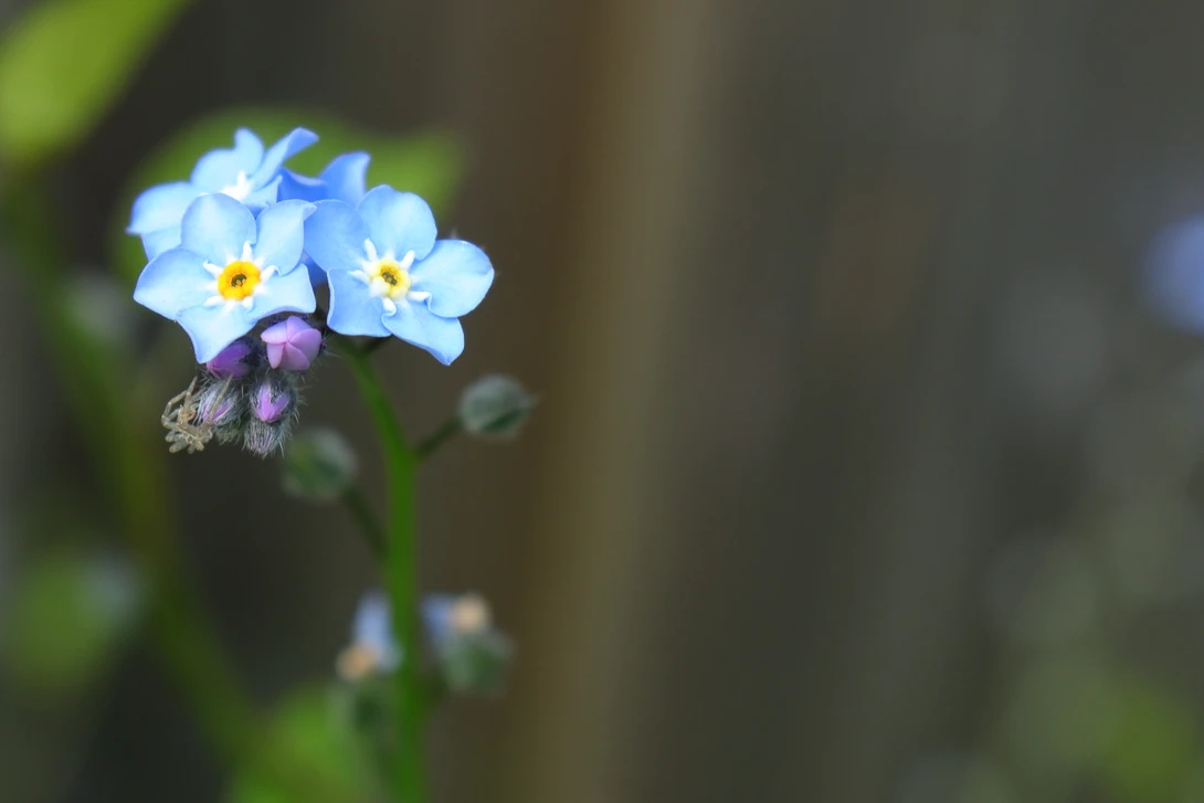 View Tiny flowers by Ian Luyten