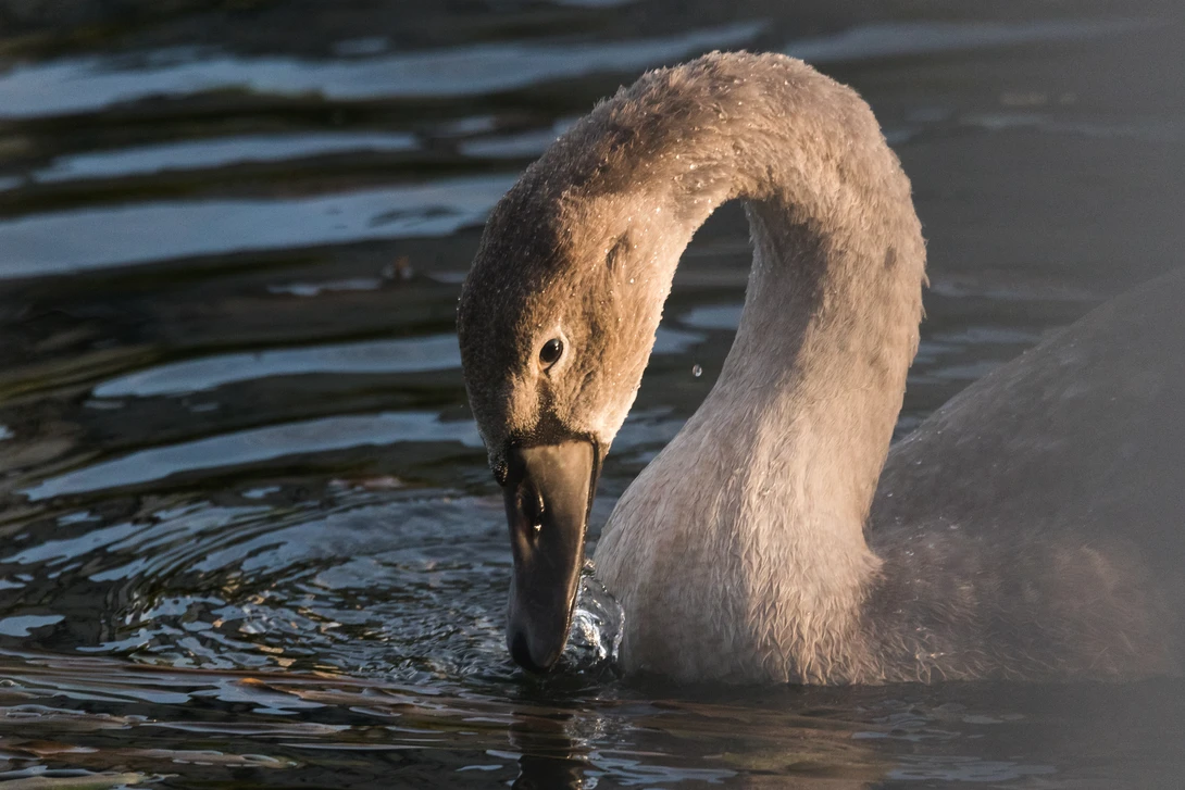 View White Swan by Sebastian Ulici