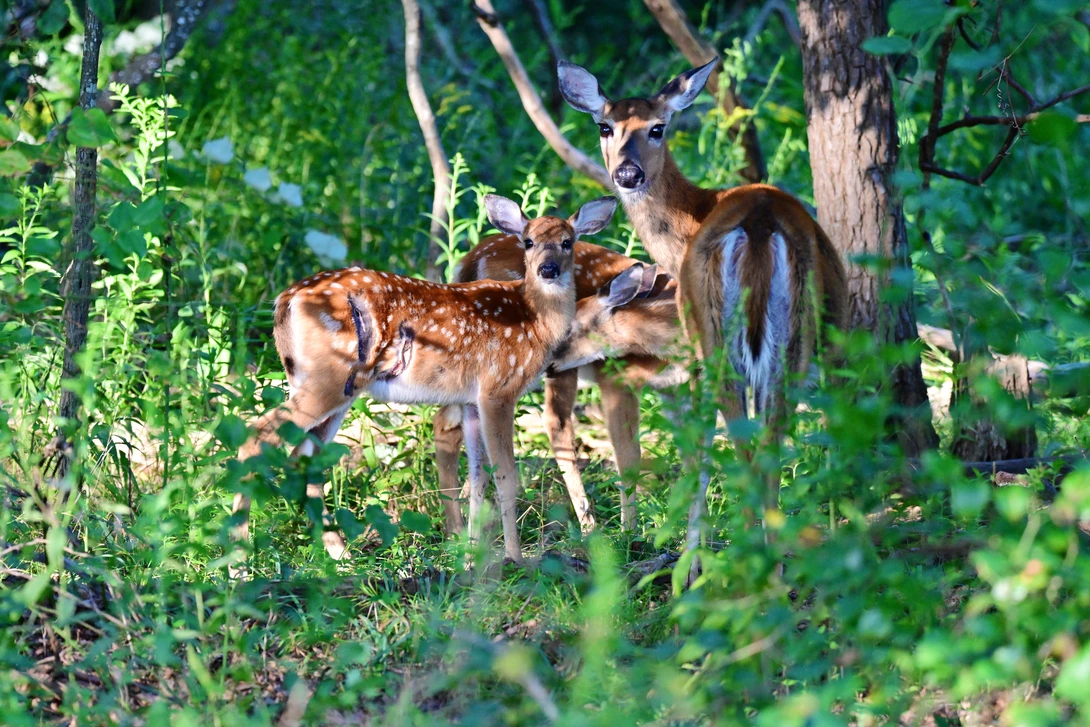 View e1c9a72bb7c9b0afa7efa8a65ccc3b01.jpeg by Sridhar Chilimuri