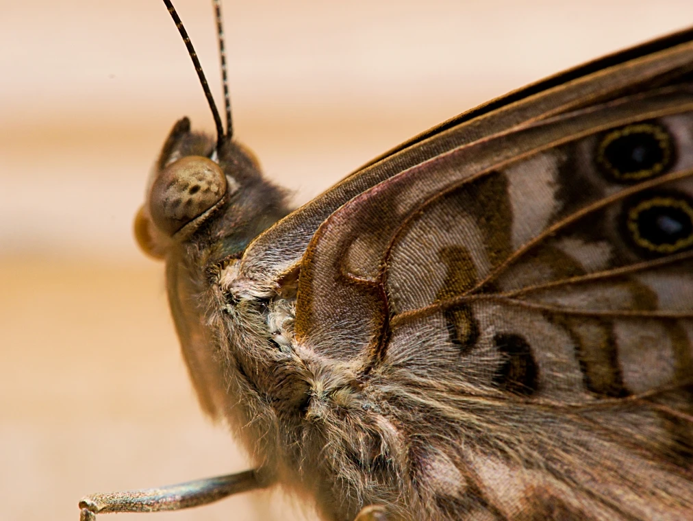 View efa3b783c3ccac30e58118f01c0d57e8.jpg by Troy Straub