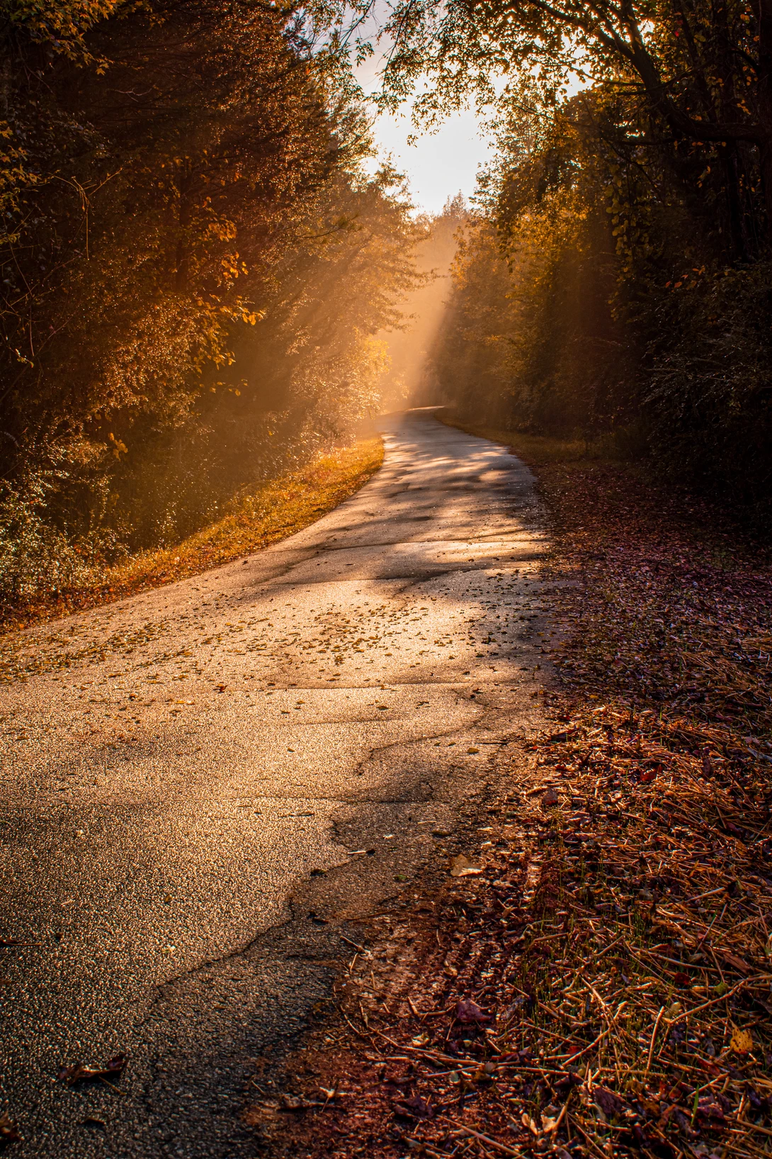 View Dogwood Ridge by Mark Guinn