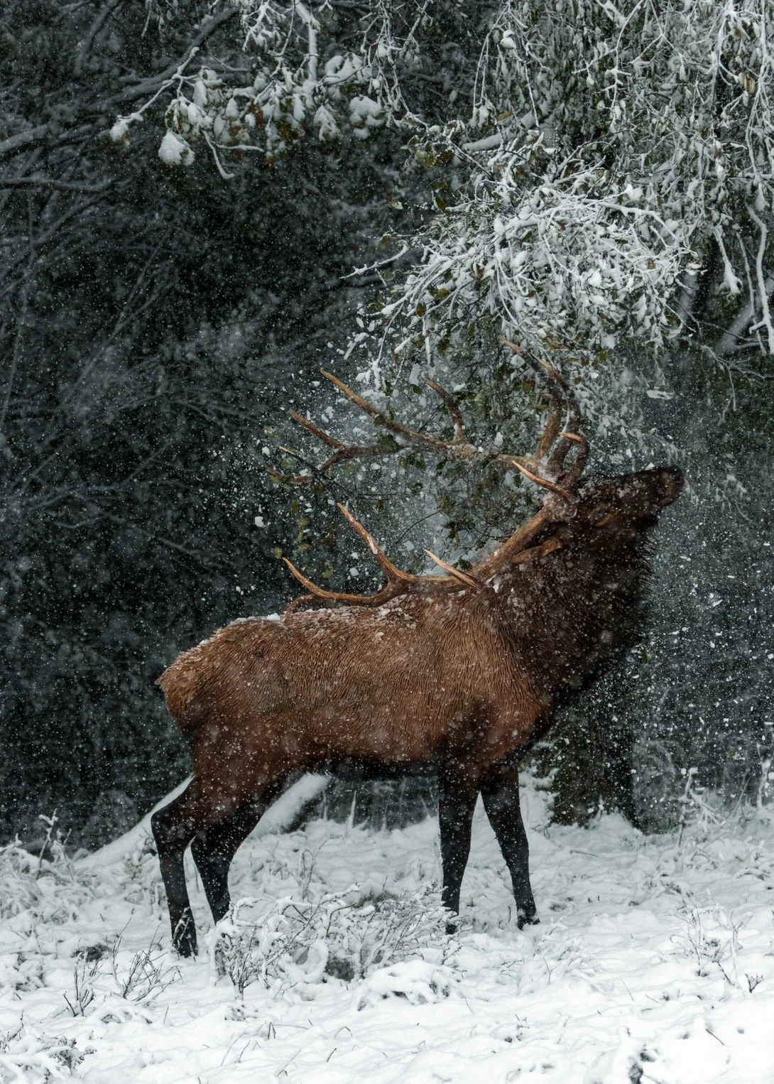 View 9d6390896b295b9e81c7381bf6642ce5.jpg by Kyle Rohlfing