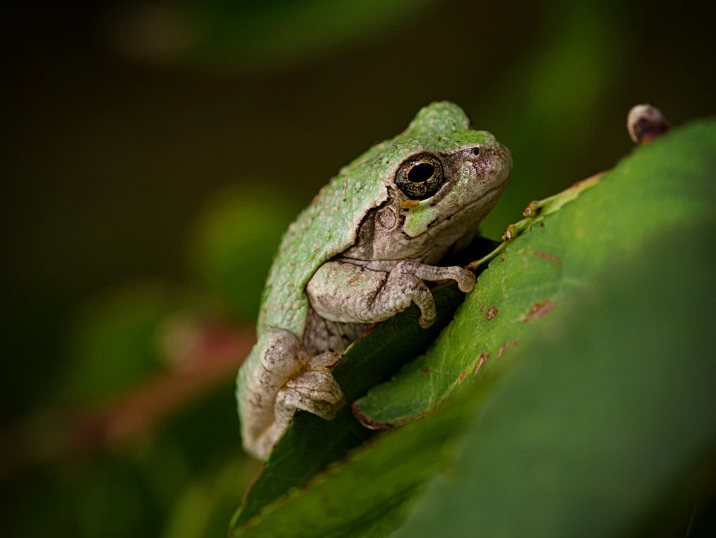 View 0a61941539014090178c4b809d96754b.jpg by Troy Straub