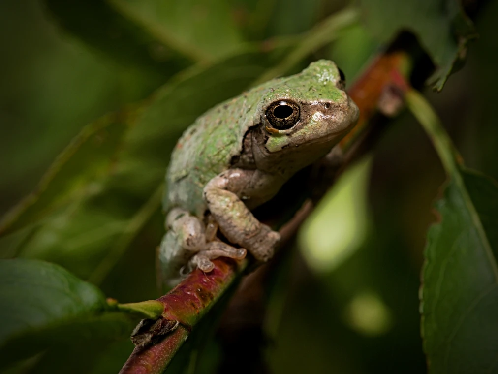 View 39702111173b609e44b6a49544adf6bf.jpg by Troy Straub