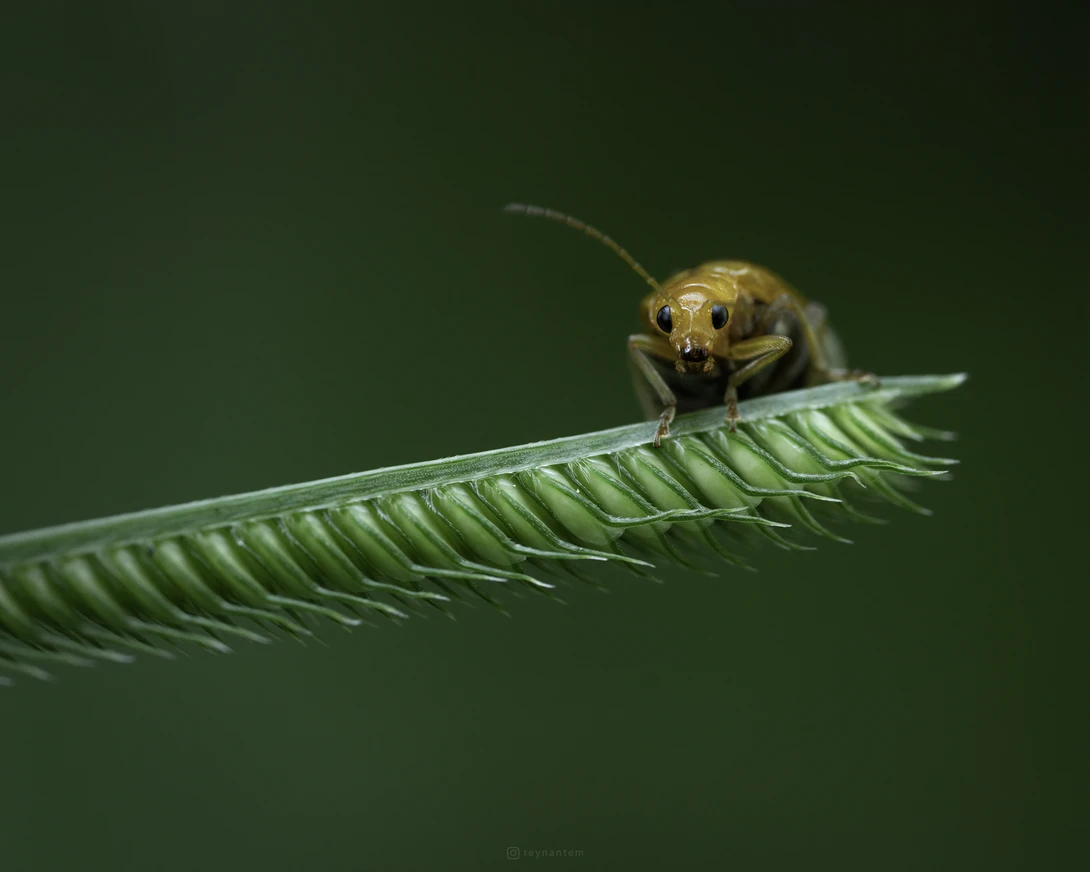View 7f07e8de2c6bf4c7cbe01a09194f3df2.jpg by Reynante Martinez