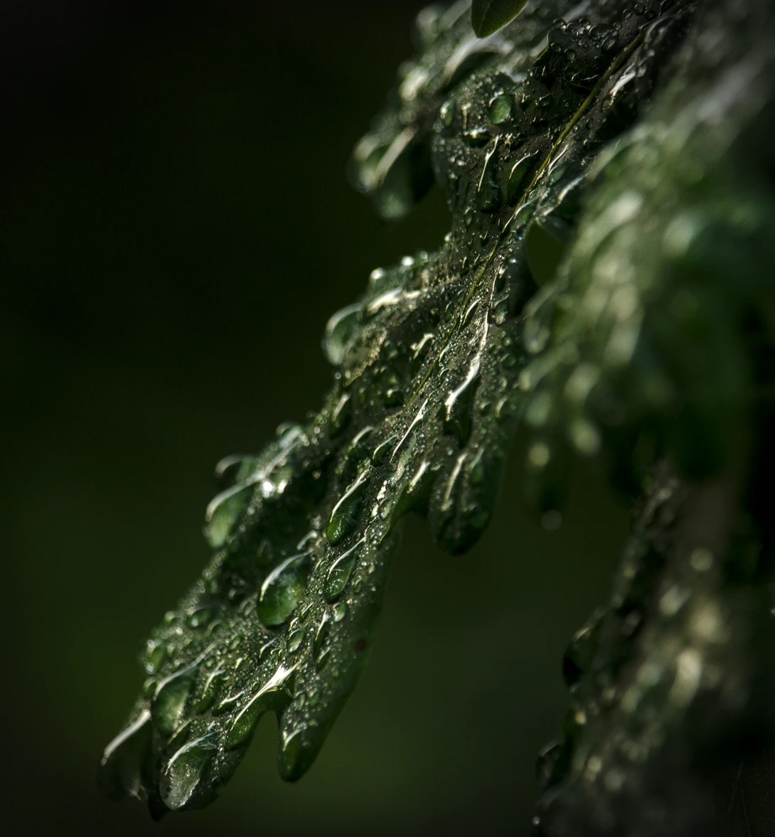 View Autumn rain by Mike Young