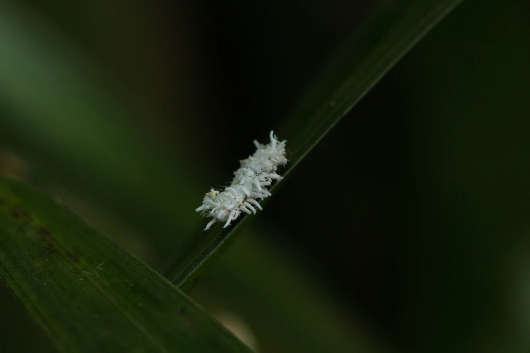 View f3ebd569f6099bc9e6a8243dd2777aac.jpg by Dennis Grant