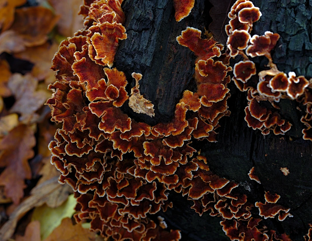 View 0ebb063f49e11f47952f1e50a080189d.jpg by Mike Young