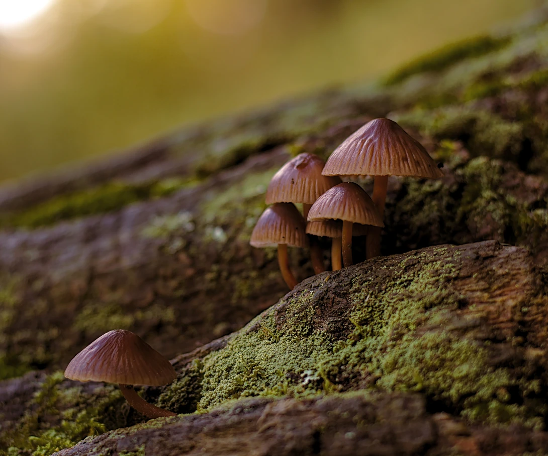 View Toadstools/mushrooms by Mike Young