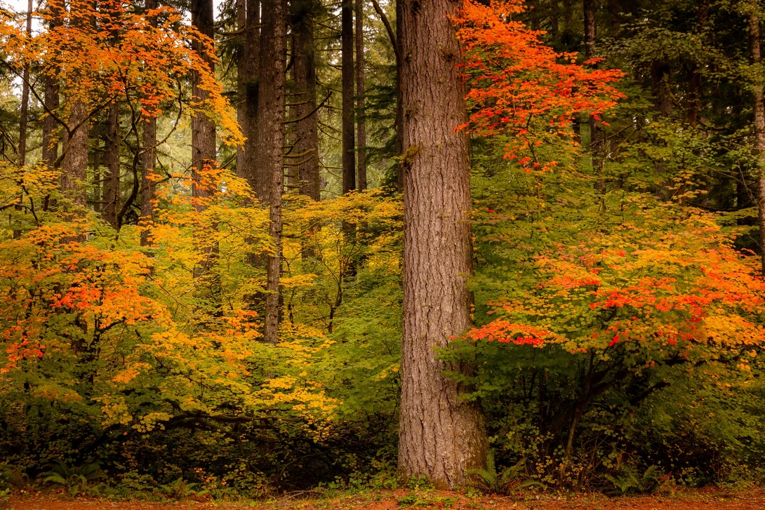 View 40570a899d202c491051b117cdc69a5f.jpeg by Wade Penner