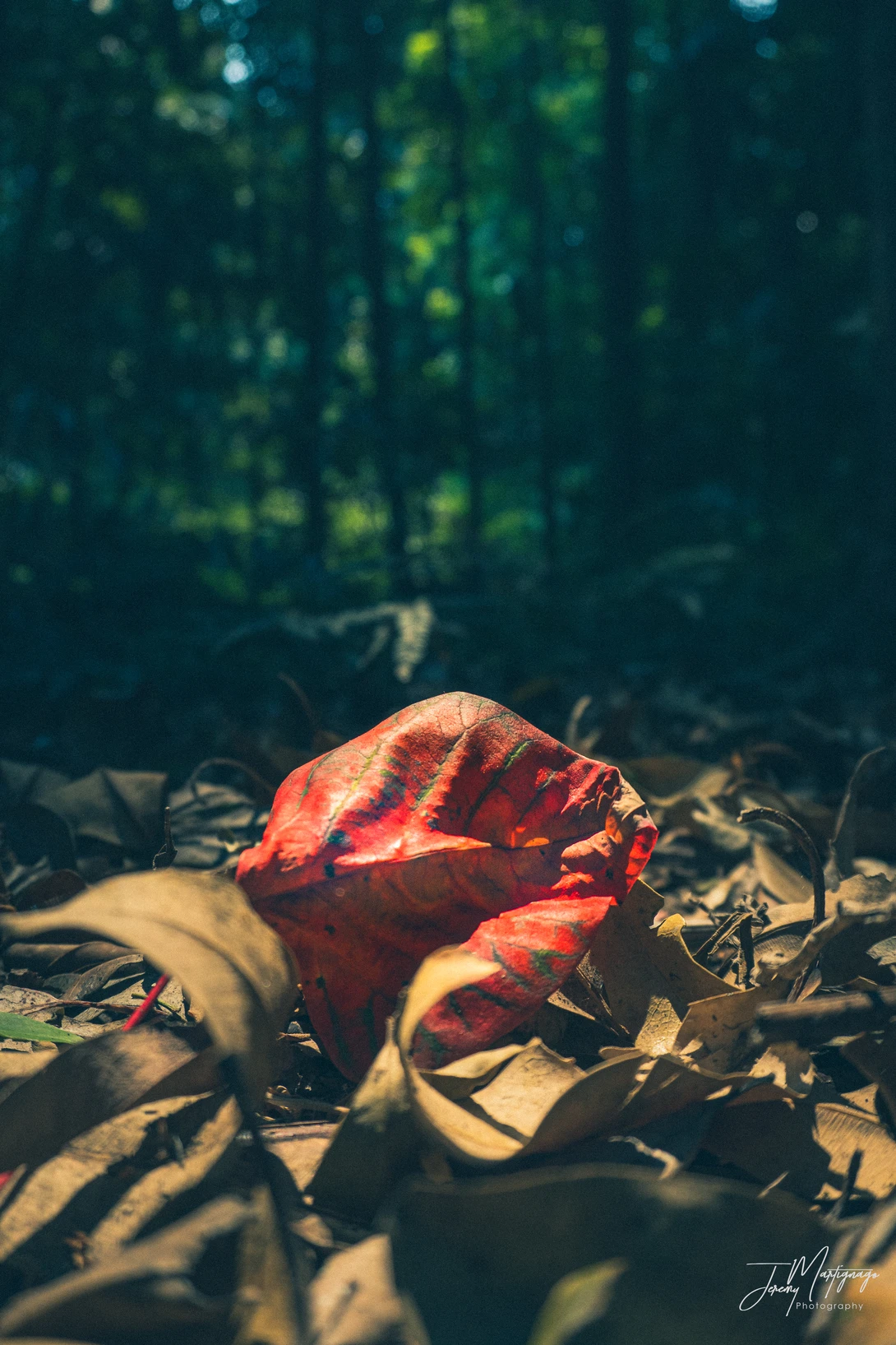 View Autumn leaves by Jeremy Martignago
