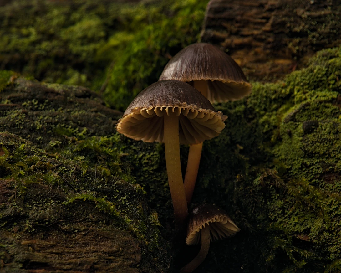 View 94ad6fcdbe1570f36fa450de73cf9d50.jpg by Mike Young