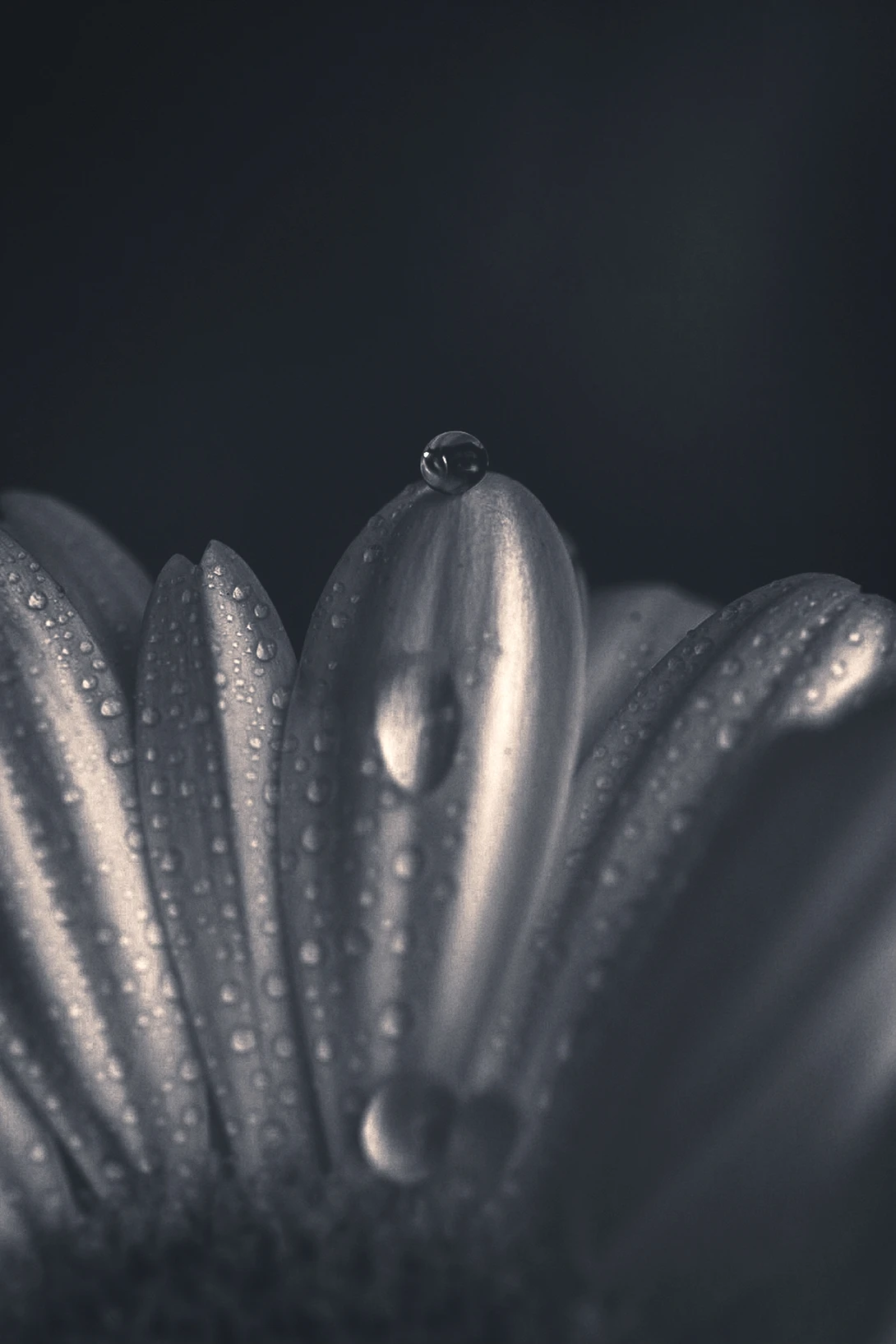 View c7634e72ac05a835848794d7a6cfa34b.jpg by Mona Walsh