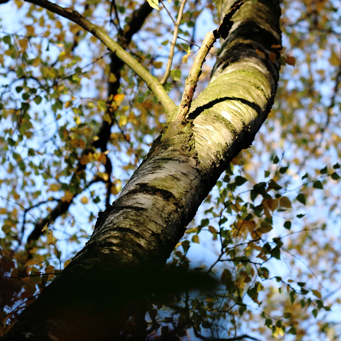 View d1c34fd5649f0f4aacdbbf777c69d410.jpg by Ian Luyten