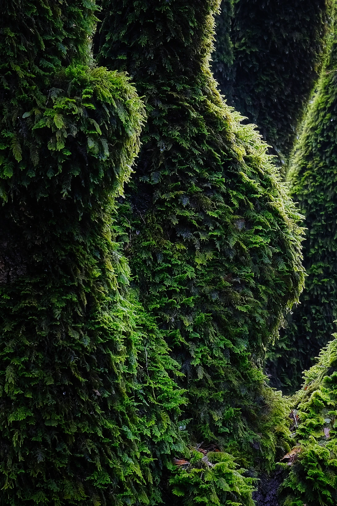 View 0ed665484fa27f4978e33cded9db32f4.jpg by Ray Zee