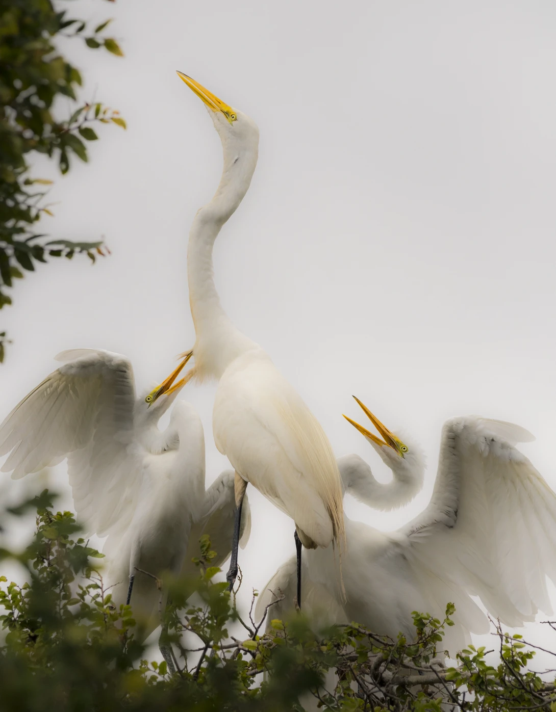 View 3d21bfd43046ec194ffe2b10d0ed65ae.jpg by Kenneth Person
