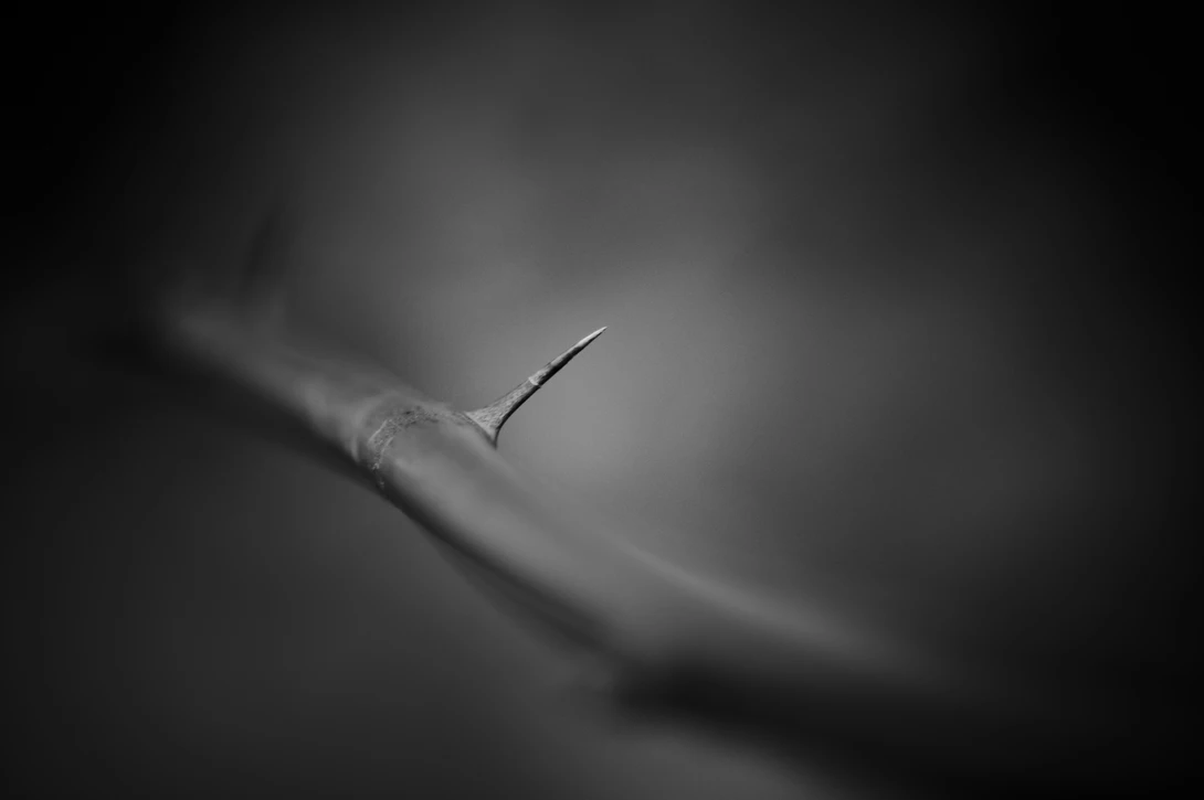 View c02686464c5b4e6fa3f2dc6dadace2c4.jpg by Nathan Ruby
