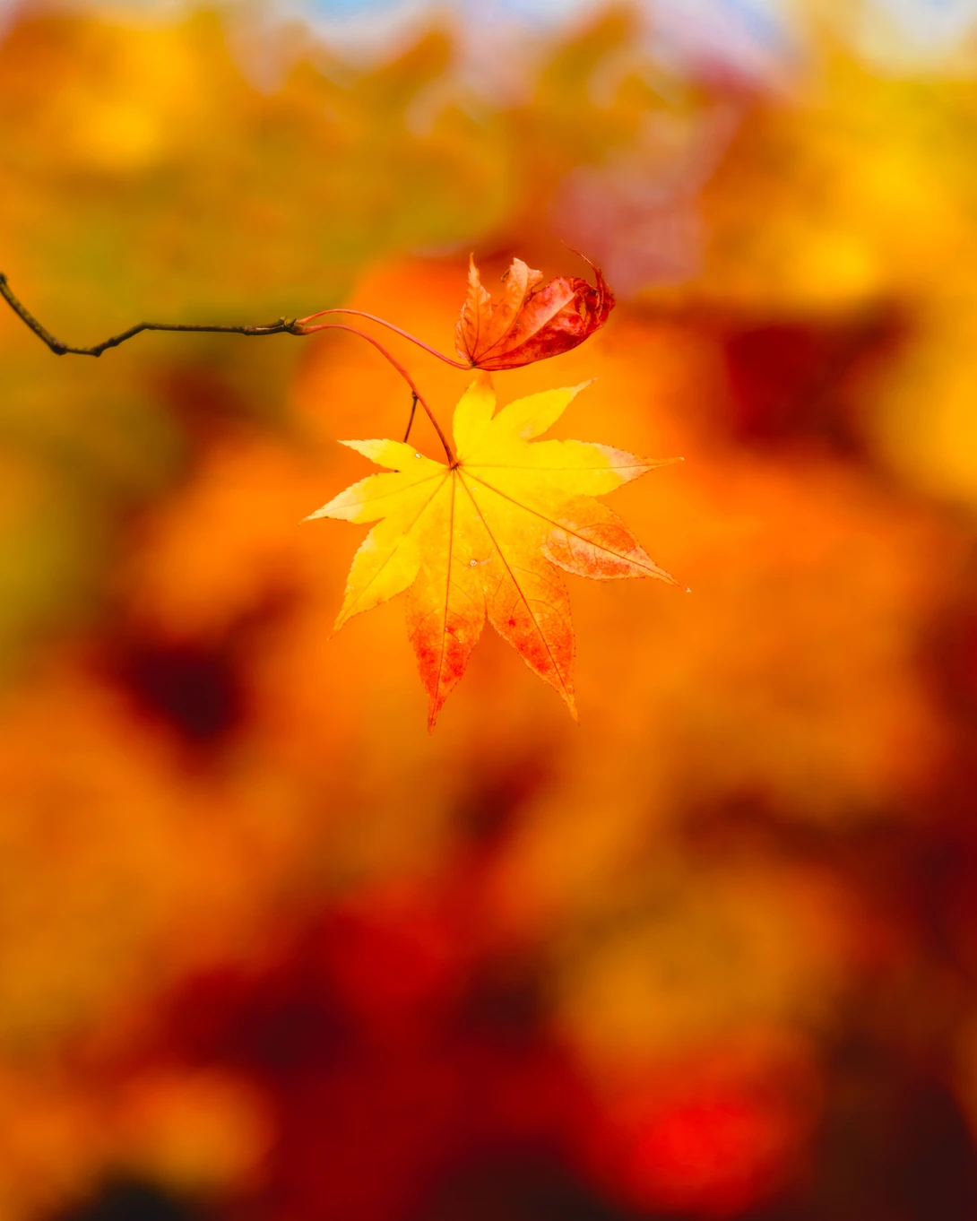 View c3d4bb0b14c5d85e8444a7aacc69e9e3.jpg by Jordan McChesney