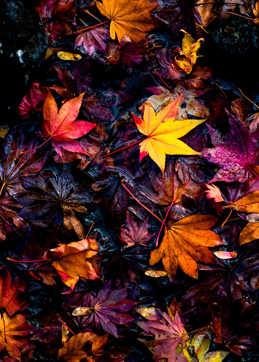 View d956a90350da8b68d04b5d447b889801.jpg by Jordan McChesney