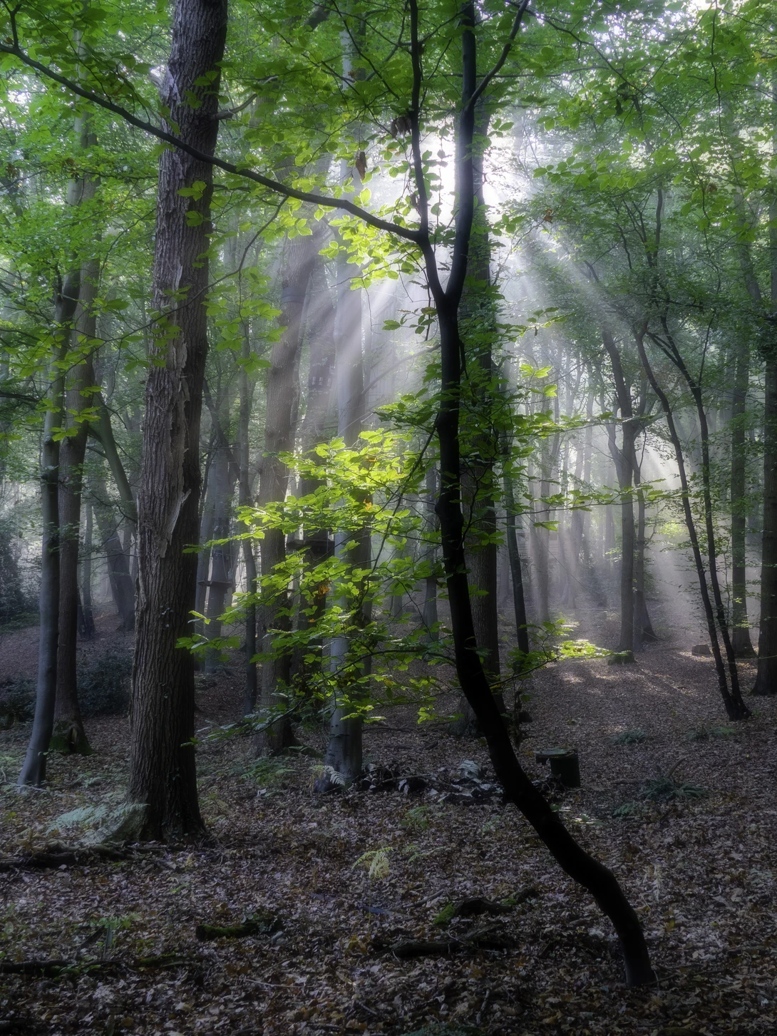 View 5350a58754e13dce9887d3883cda89c4.jpg by Nick B