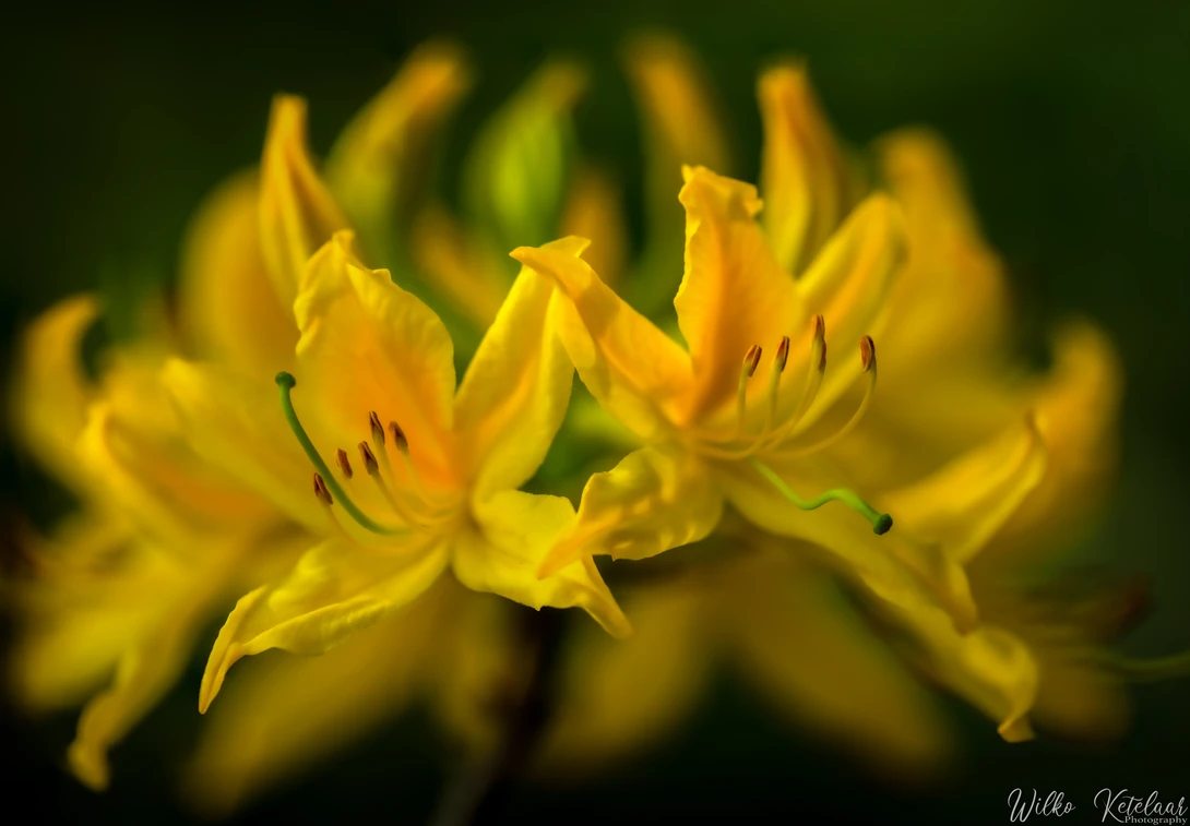 View a64da2517bfad11fd67bed77eb945d3a.jpg by Wilko Ketelaar