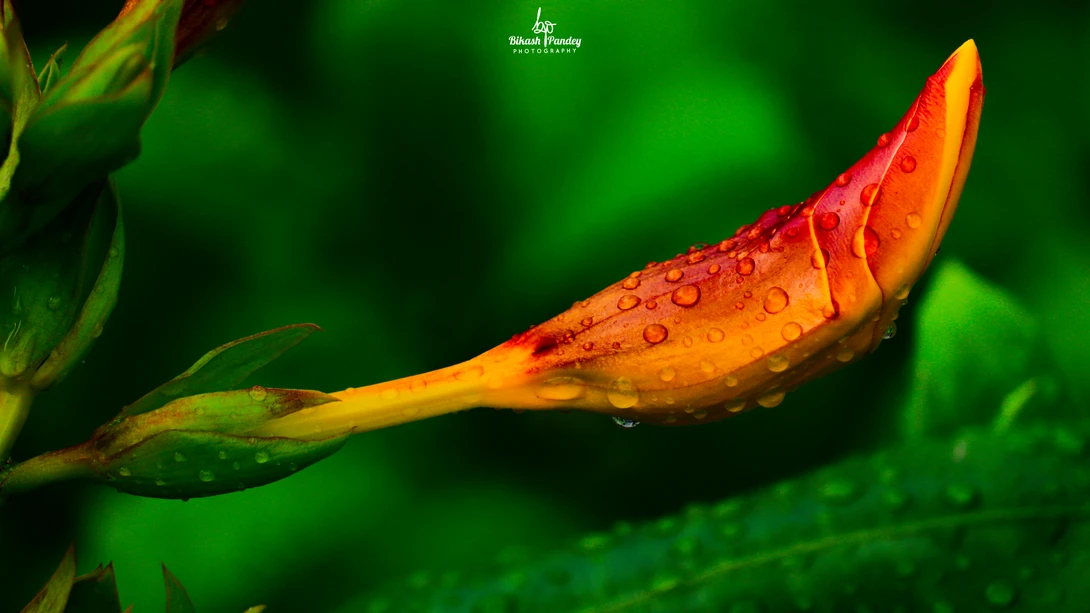 View 3f09c10c721a6d6c698499309a4ea9b7.jpg by BIKASH PANDEY