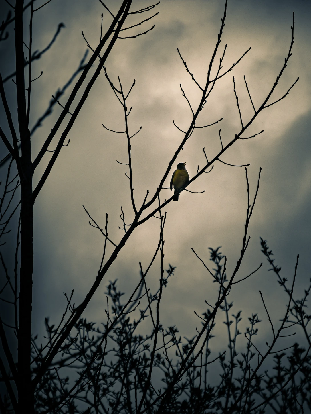 View b57b2c469df87cb453cf9fa104f9c960.jpg by Troy Straub