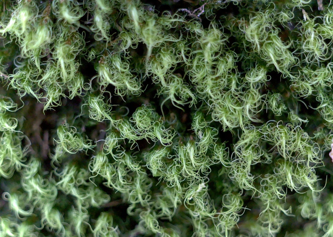 View d18bf0578e0e0e4f455e9c66f3d148c1.jpg by Sz O