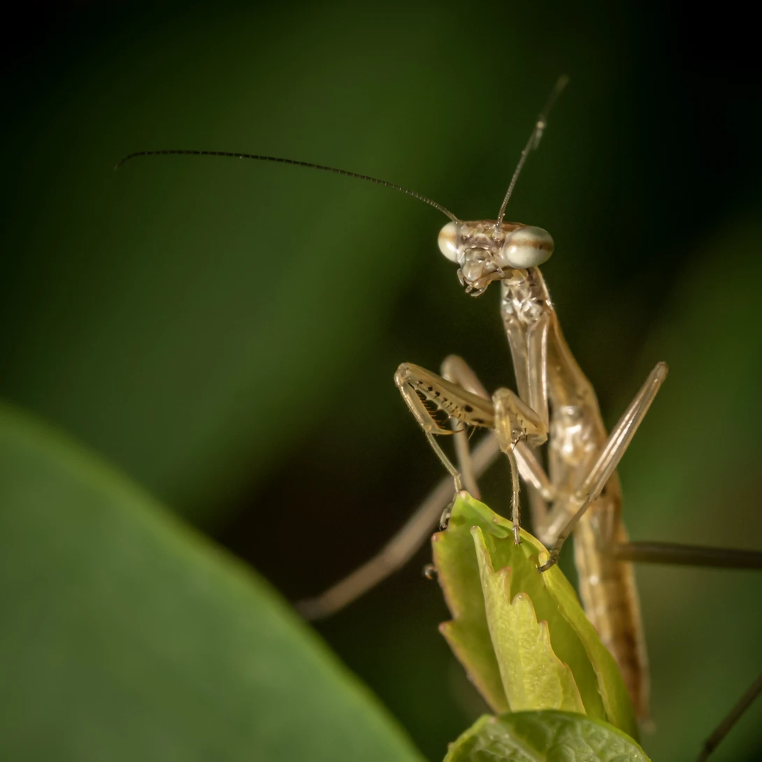 View fa361b464667285237c6656261addde7.jpg by Troy Straub