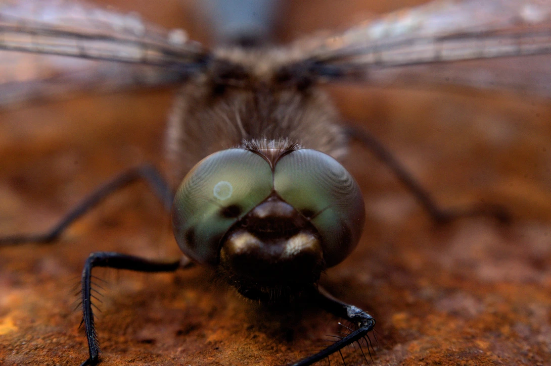 View 2c913a7f70e6b154cbde8e1b68fdf6d1.jpg by Dan Seefeldt