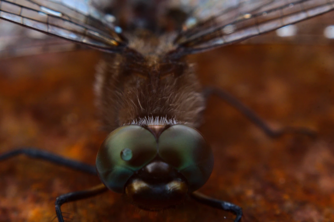 View Wet Dragonfly by Dan Seefeldt