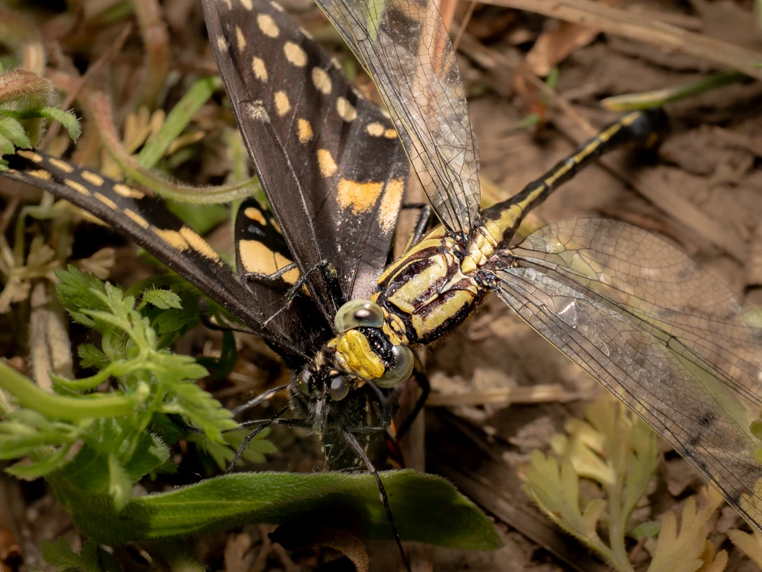 View 8208bae59125f4c705bdbe5f16ca267a.jpg by Troy Straub